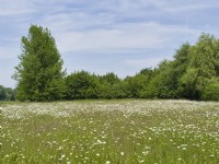 Leucanthemum vulgare - ox eye daisy in cultivated wildflower meadow
