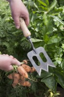 Using Trowel Fork to dig up carrots
