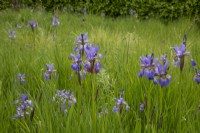Irises in meadow at Yeo Valley, May