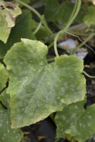 Problems with cucumbers, mildew
