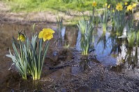 Daffodils growing on flooded grassland