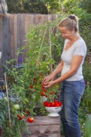 A woman picks cherry tomatoes, which are planted in a large wooden container on the terrace.