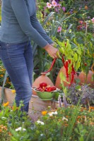 Harvesting vegetables from raised bed - tomatoes and sweet peppers.