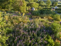 Aerial view of the dry garden with Veronicastrum virginicum 'Fascination' at Holt Farm Organic Garden