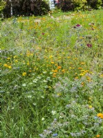 Flower meadow with annuals including yellow Calendula, white Nigella and blue Borago, summer August