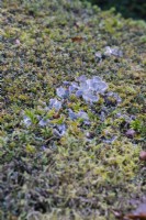 Lichen growing on dense surface of clipped Yew. 