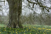 Naturalised daffodils surround an old tree at Cerney House Gardens, Gloucestershire in March