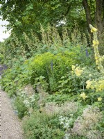 Perennial border with tall Macleaya cordata and in the middle Thalictrum flavum, mullein and Eryngium giganteum. In the foreground seed heads of ornamental Allium, summer July 