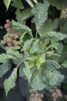 Green Capsid Bug damage to Blackberry Foliage