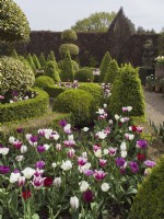 Tulipa - Purple and white blends mixed in parterre garden with clipped box hedging