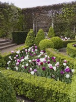 Tulipa - Purple and white blends mixed in parterre garden with clipped box hedging