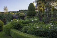 Parterre garden with Yew and Box topiary hedging and white peonies
