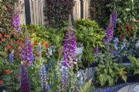 Summer border planted with Digitalis purpurea, Lupinus, Geum and Ferns. Designer: Darragh Collopy, Bord Bia Bloom 2023 
