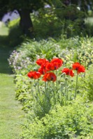 Papaver orientale. Clump of red oriental poppies growing in a herbaceous border. June