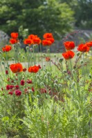 Papaver orientale. Clump of red oriental poppies growing in a herbaceous border with geums. June