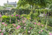 View of a small rose garden with Rosa 'Boscobel' - 'Auscousin'. An arched gateway in a brick wall divides one section of this town garden from another. Formal flower beds edged with dwarf box and filled with roses, foxgloves and peonies. Rambling and climbing roses covering the walls and fences. June.