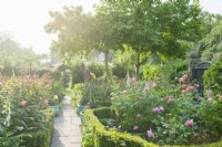 View of a small rose garden. View along a path towards a gate in a brick wall of a town garden with formal flower beds filled with roses and foxgloves. Rambling and climbing roses covering the walls and fences. June.