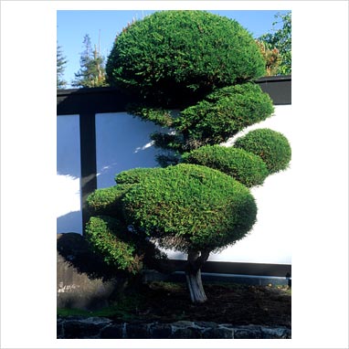 Japanese Topiary