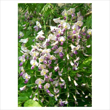 wisteria purple patches
