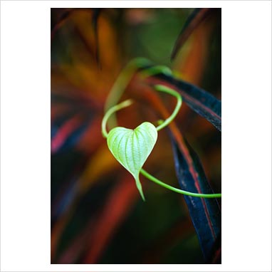 Heart shaped leaf vine with purple flower