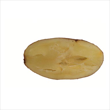 hollow heart potato