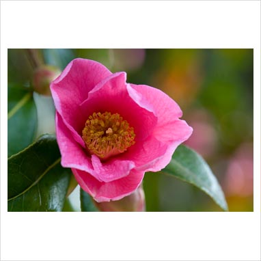 Camellia St Ewe