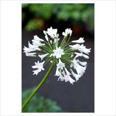 White African Lily