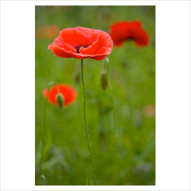 Colourful Poppies