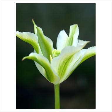 Viridiflora Tulips