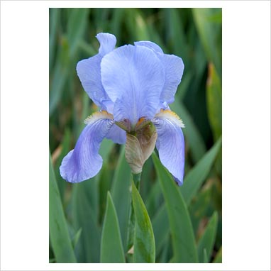 Iris Pallida Dalmatica
