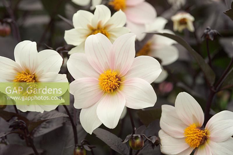 Dahlia 'Twyning's After Eight' Closeup of white flowers with pink tint and dark foliage