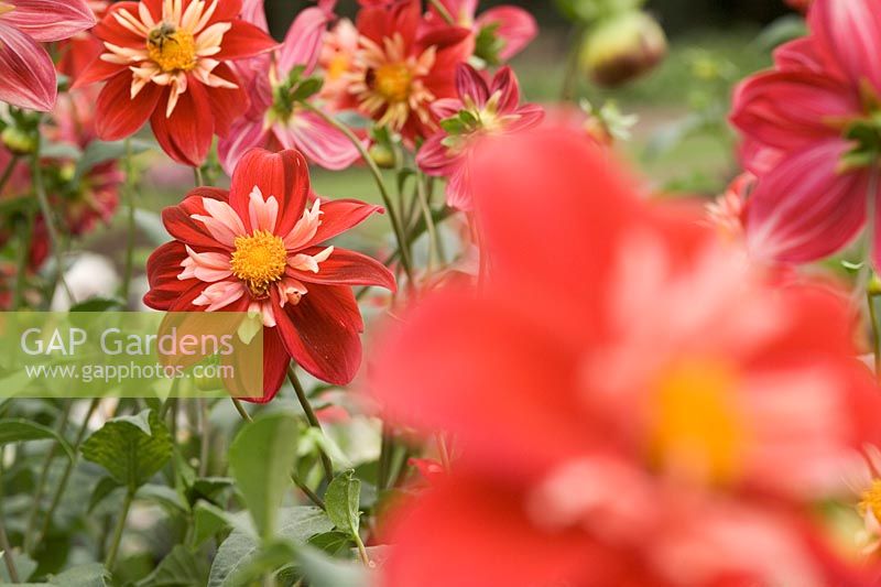 Dahlia 'Sue Mountjoy' closeup of red flowers with pale red florets