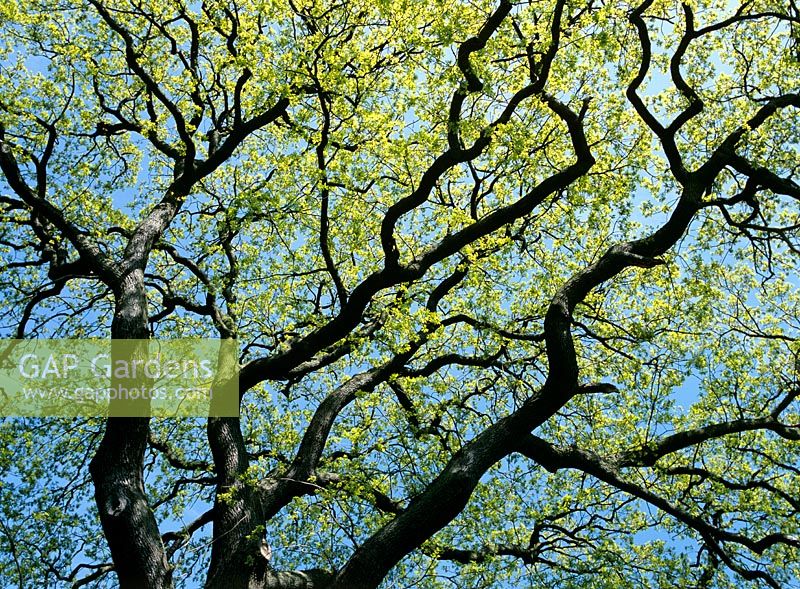 Quercus petraea - Sessile oak
View of branches with new leaf growth