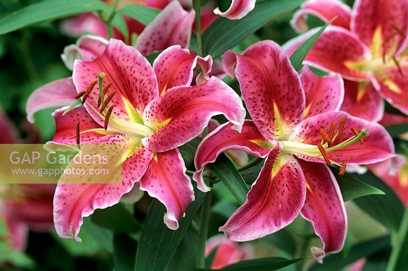 Lilium 'Stargazer' - Lily
Closeup of bright pink flowers 