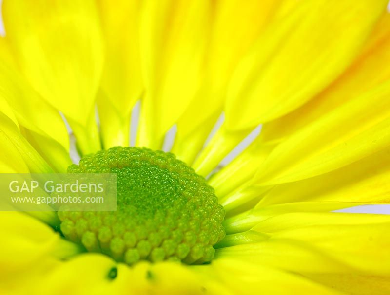 Chrysanthemum - extreme closeup of yellow flower center