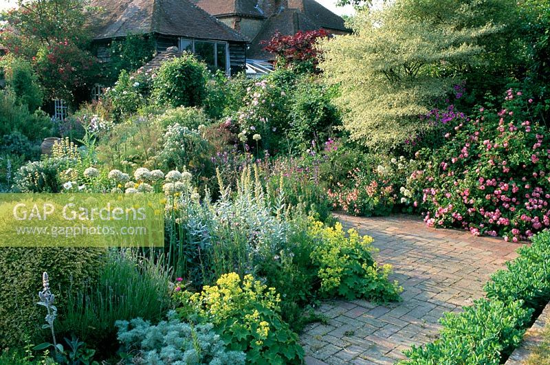 Mixed borders with Allium multibulbosum, Rosa 'Raubritter', Cornus alternifolia 'Variegata', Alchemilla mollis and Lonicera 'Baggescens 