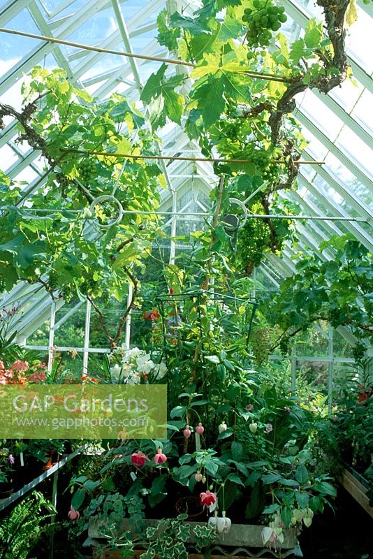 Glasshouse with grapevine trained under roof - Walker garden