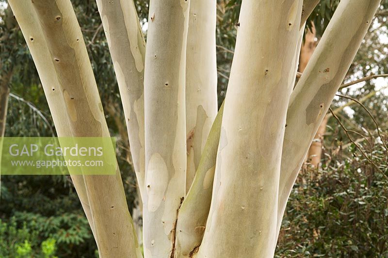 Eucalyptus dalrympleana - closeup of bark on trunk