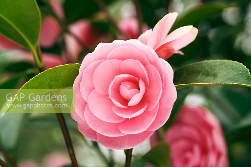 Camellia x williamsii 'E G Waterhouse'
Closeup of pale pink flower
