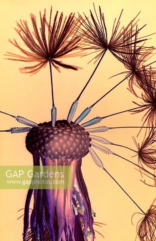 Taraxacum officinale - seeds