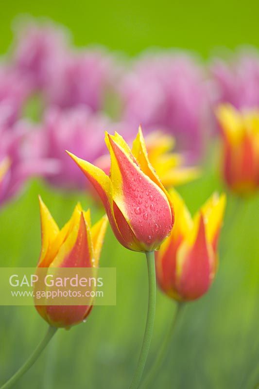 Tulipa 'Synaeda King' closeup of flowers in spring