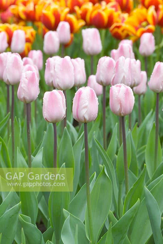 Tulipa 'Douglas bader' - Pale pink tulips in spring