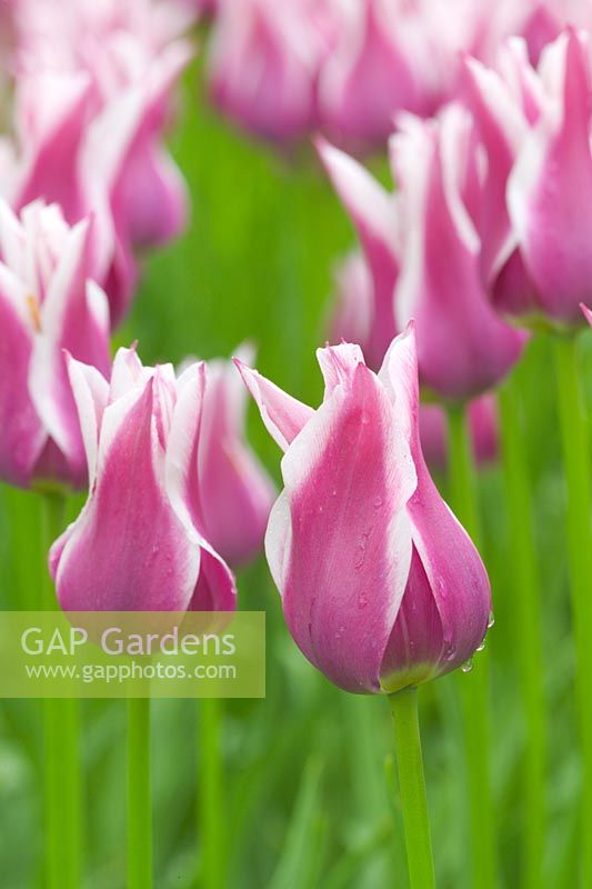 Tulipa 'Ballade' in spring at Keukenhof, Holland