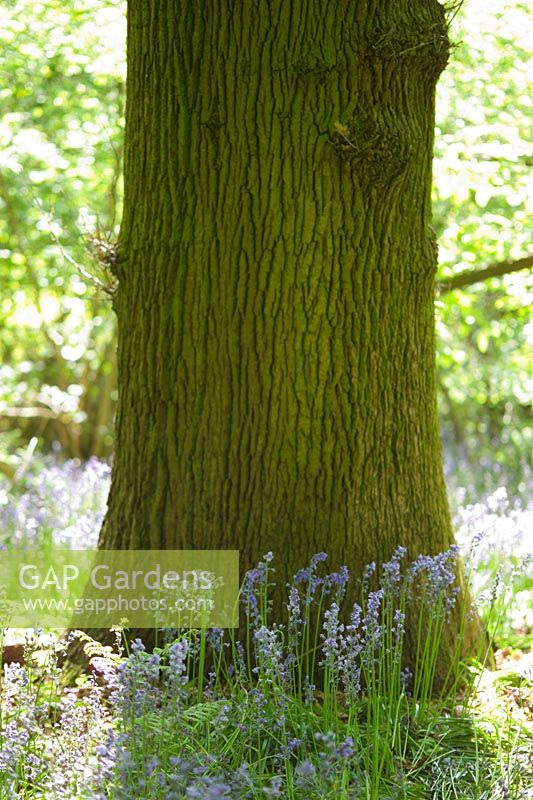 Hyacinthoides non-scripta - Bluebells in woodland by tree trunk