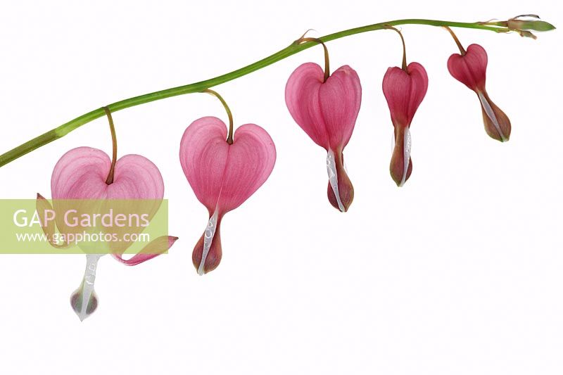 Lamprocapnos spectabilis - Bleeding Heart