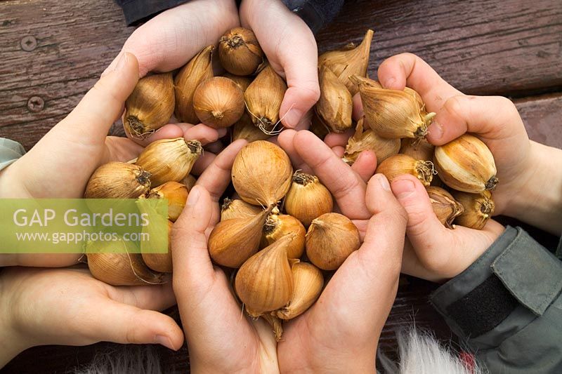Childrens hands holding Iris bulbs before planting