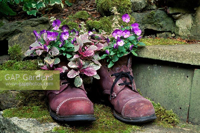 Old boots as containers with Ajuga 'Burgundy glow' and Viola sorbet 'Purple duet' 