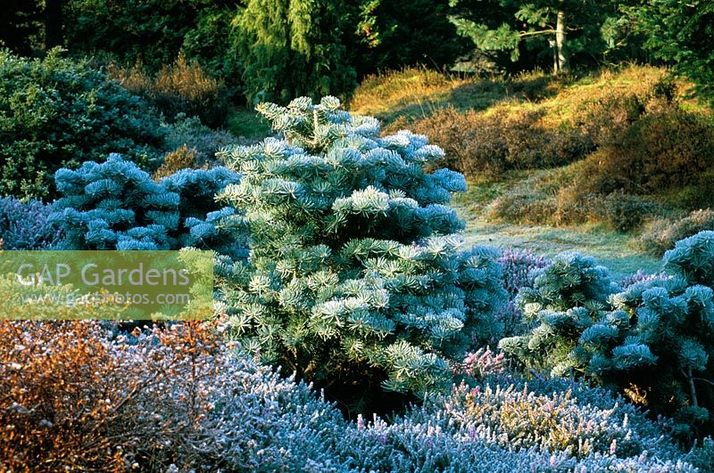 Abies concolor 'Glauca Compacta' at Valley Gardens in Windsor