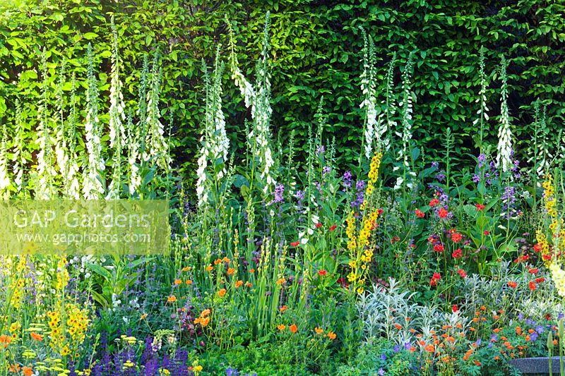 Border with Verbascum, Digitalis Hemerocallis, Geum and Achillea in 'The Cancer Research UK Discovery Garden' at Chelsea FS 2005