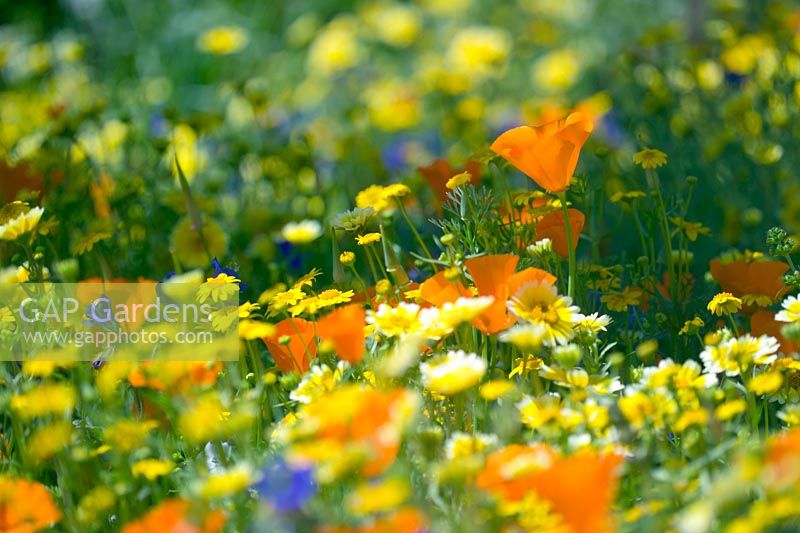 Wild flower meadow